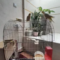 عروس هلندی|پرنده|دهگلان, |دیوار