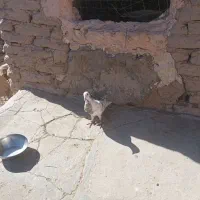 کبوتر نر|پرنده|سبزوار, ابارش|دیوار
