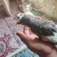 یه عددجوجه مینازرنگ باهوش معاوظه لایه عروس میکنم|پرنده|تهران, آهنگران (سراسیاب دولاب)|دیوار