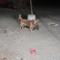 سگ پاکوتاه اشپیتز