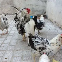 جوجه گلین|حیوانات مزرعه|قوچان, |دیوار