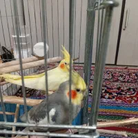 عروس هلندی سخنگو