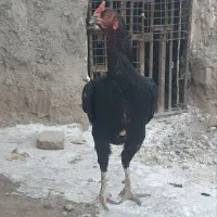 مرغ لاری ضمانتی