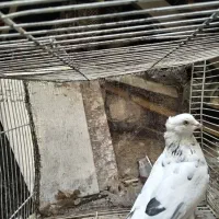 تهرونی  بالا رو، سار دم سفید کاکلی، قعره، کله جوزی