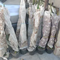 حراج حراج حراج گل سانسوریا|گل و گیاه طبیعی|نیشابور, ابراهیم ادهم|دیوار