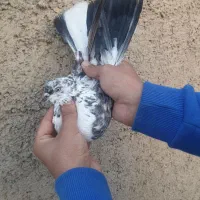 نر دسپر قوچی کاکلی|پرنده|ری, دیلمان|دیوار