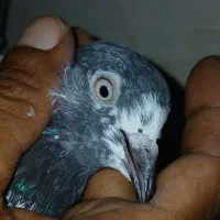 کفتر تیدی پاکستانی|پرنده|شادگان, |دیوار