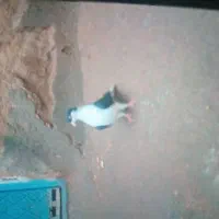 کفتر رنگه|پرنده|تربت جام, کلالی|دیوار