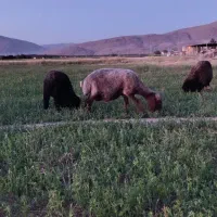 گوسفند