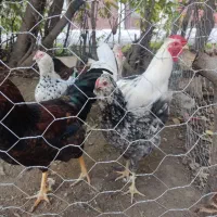 تخم مرغ گلین|حیوانات مزرعه|مینودشت, |دیوار