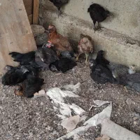 جوجه محلی دوماهه