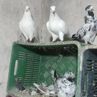 حدود سی عدد. کبوتر سالم پرشی|پرنده|انزل, |دیوار