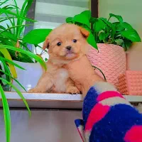 پیکنوا مینیاتوری