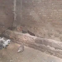 مرغ طبیعی خوروس لاری اصل جوجه خوروس طبیعی