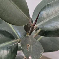 گل طبیعی سبز