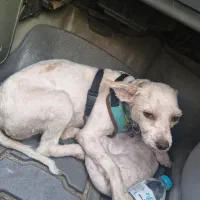 گمشده شیتزو سفید|سگ|فردیس, شهرک سپاه|دیوار