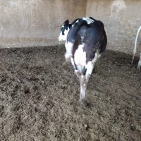 تلیسه سر سینه