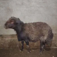 قوچ هترو|حیوانات مزرعه|چناران, |دیوار