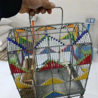 قفس|لوازم جانبی حیوانات|آستارا, |دیوار