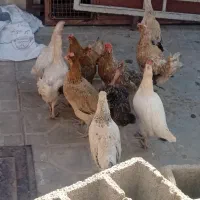 11عددمرغ محلی