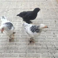 مرغ و خروس|حیوانات مزرعه|مرند, |دیوار