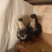 جفت سیاه رسمی خوشکل|پرنده|کرمان, |دیوار