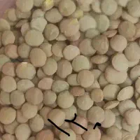 لوبیاچیتی نخود عدس لپه برنج چای کشمش ذرت زیر قیمت|خوردنی و آشامیدنی|اهواز, نادری|دیوار