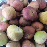 انجیر|خوردنی و آشامیدنی|ایلام, |دیوار