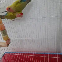 یه جفت طوطی برزیلی با تمام لوازم