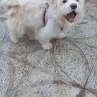 سگ شیتزو نر