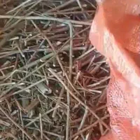 فروش بومادران خشک