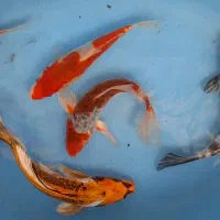 کوی سایز ۱۵تا ۲۰سانت