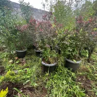 زرشک وصال ۳۴