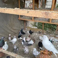کبوتر|پرنده|محمودآباد, |دیوار