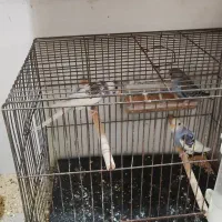 عروس هلندی.مرغ عشق|پرنده|فسا, |دیوار