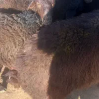 بره  نر  پایه پروار|حیوانات مزرعه|کوهدشت, |دیوار