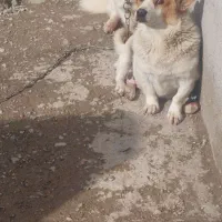 سگ نژاد فیندو