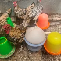 مرغ و خروس سبرایت مینیاتوری