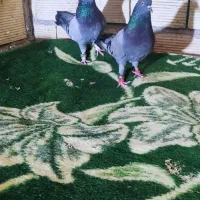 کفتر|پرنده|بروجن, |دیوار