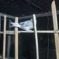 کبوتر پرشی|پرنده|ری, فیروزآبادی|دیوار