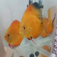 ماهی دیسکس مولد|ماهی|اردبیل, |دیوار