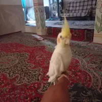 عروس هلندی تازه ب حرف امده