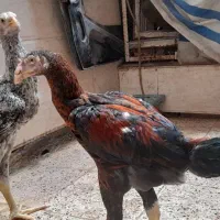 دوتا جوجه خروس لاری ۴ ماهه دونه ای ۳ تومن