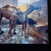 شتر شیری|حیوانات مزرعه|آق قلا, |دیوار