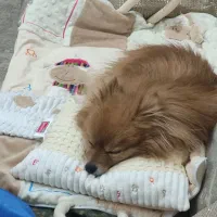 سگ پامر|سگ|اصفهان, خرم|دیوار