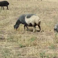 گوسفند قربانی کیلویی ۲۶۰