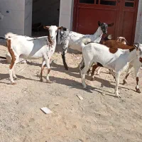 کهره نزار ونری شهری تازه رسیده است