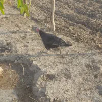 بوقلمون ماده هم‌مناسب داشت هم سر بریدن|حیوانات مزرعه|پلدختر, |دیوار