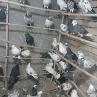 کفتر.پرشی.۴۰عدد
