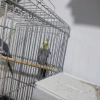 چند جفت عروس هلندی مولد|پرنده|آباده, |دیوار